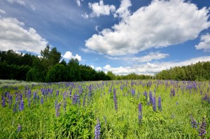 NH Reiki, Reiki