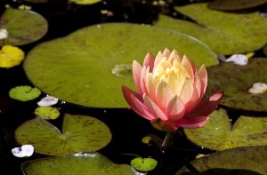 River of Light Energy Healing
