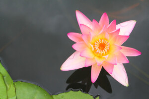 reiki nh